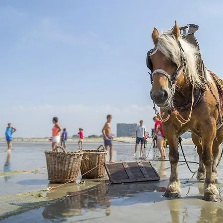 Zen Aan Zee Appartement Oostduinkerke